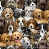 diffdogs.jpeg