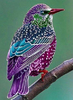 coolbird.png