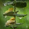 frogs.jpg