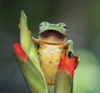 frog.png