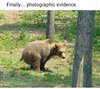 brown-bear-finally-photographic-evidence.jpeg.jpg