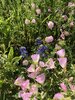 IMG_6733.jpeg