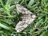 IMG_6687.jpeg
