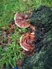 IMG_20180911_185532.jpeg