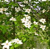 IMG_1156.jpeg