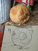 IMG_8232.jpeg