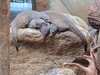 IMG_20240706_110716676~2.jpg