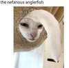 IMG_9153.jpeg