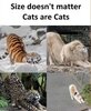 cat stretch 2.jpg