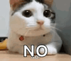 CatNoGIF.gif