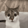 ShockCatItsnotmyklaGIF.gif