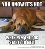 dog-melting_thumb.jpg