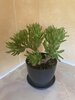 Jade Plant.jpg