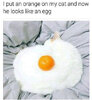 categg.jpg