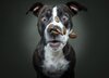 dogs-catching-treats-by-christian-vieler-15-800x573.jpg
