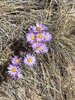 IMG_7168.jpeg