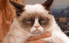 AngryCatGrumpyCatGIF.gif