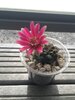 gymno_baldianum.JPG