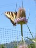 IMG_1143.jpeg