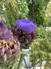 IMG_1033.jpeg