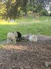 IMG_1922.jpeg