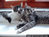 animalsspooningGIF.gif