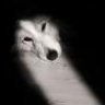 The Depressed Puppy