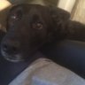 Meandmydog