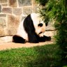 panda-