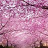 CherryBlossom2662