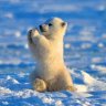 Polarbear