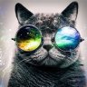 TimmyGato