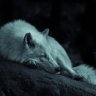 Ace Wolf