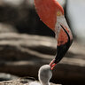 FlamingoWrangler