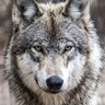 Ash07