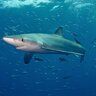 Blue Shark