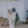 zuzu