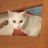 KittyCrisis