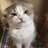 Kitty Katzington