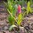 Tulipontheground