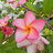 Plumeria