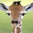 Mr.Giraffe666