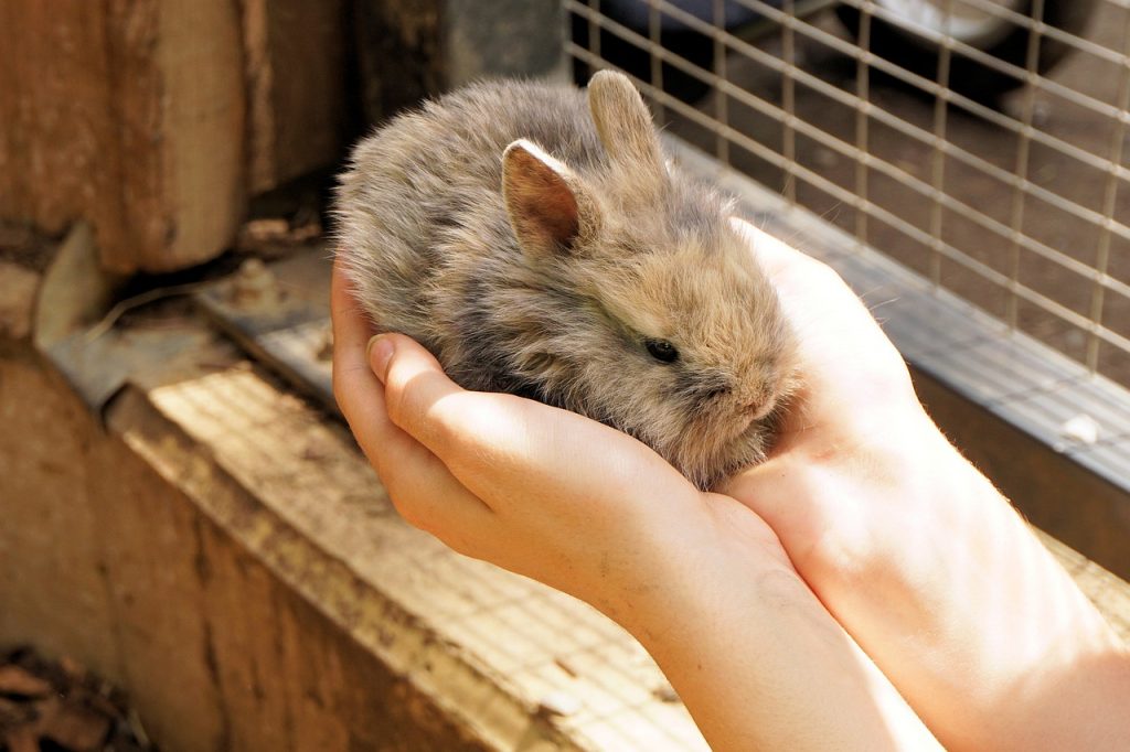 rabbit-1436329_1280 - Copy