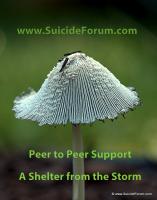 sf- peer support for shelter from the storm 