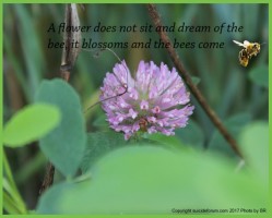 flower blossoms bee comes